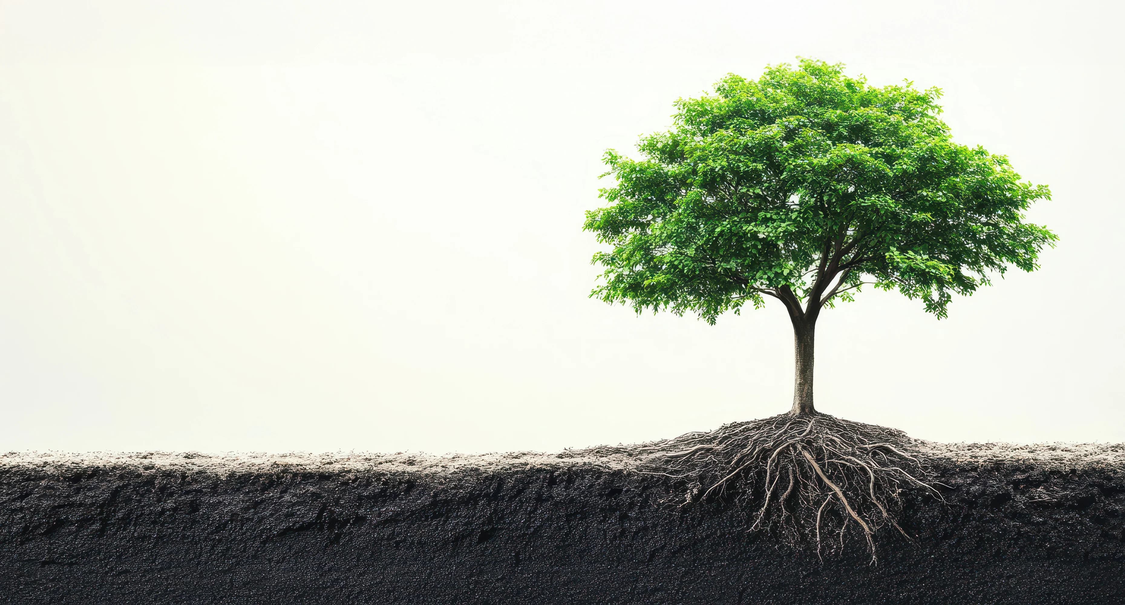 Tree with roots symbolizing growth and strong foundation